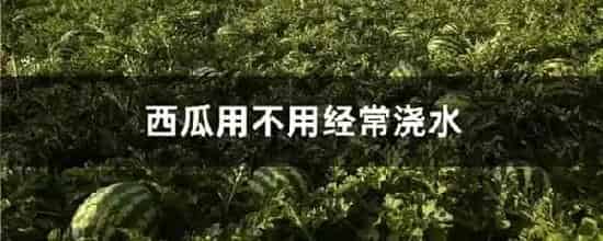 西瓜用不用经常浇水