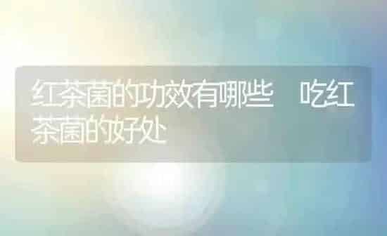 红茶菌的功效有哪些 吃红茶菌的好处 | 养殖资料投稿