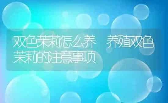 双色茉莉怎么养 养殖双色茉莉的注意事项 | 养殖资料投稿