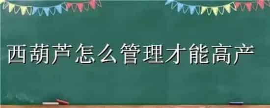 西葫芦怎么管理才能高产