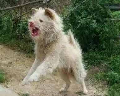 猎犬品种大全 （猎犬怎么训练）