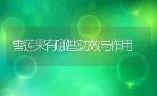 雪莲果有哪些功效与作用 | 养殖资料投稿