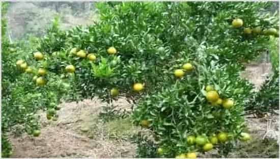 柑橘种植效益 | 热门养殖项目