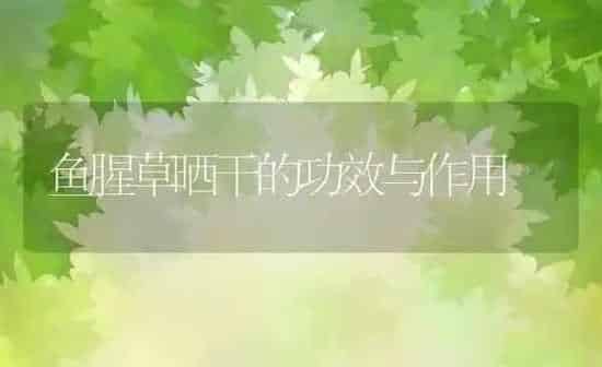 鱼腥草晒干的功效与作用 | 养殖资料投稿