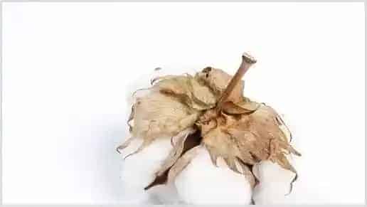 新疆棉花什么时候种什么时候开始采摘？地方补贴政策是怎样的？ | 热门养殖项目