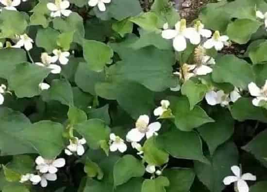 中药材|目前种植什么药材最赚钱价格好(当下收益快不愁卖药材)