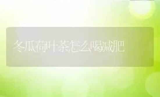 冬瓜荷叶茶怎么喝减肥 | 养殖资料投稿