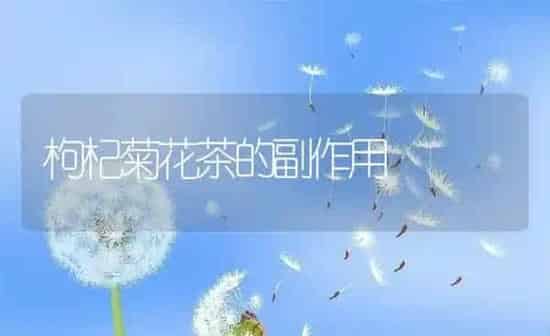 枸杞菊花茶的副作用 | 养殖资料投稿