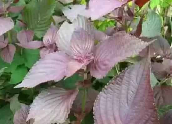 中药材|目前种植什么药材最赚钱价格好(当下收益快不愁卖药材)