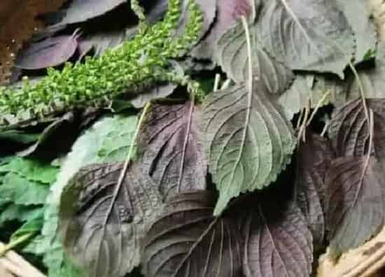 中药材|目前种植什么药材最赚钱价格好(当下收益快不愁卖药材)