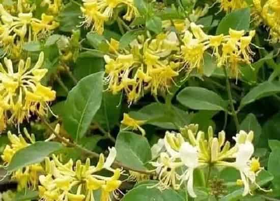 中药材|目前种植什么药材最赚钱价格好(当下收益快不愁卖药材)