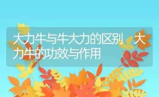 大力牛与牛大力的区别 大力牛的功效与作用 | 养殖资料投稿