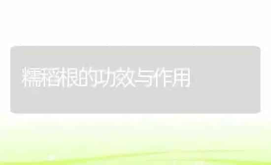 糯稻根的功效与作用 | 养殖资料投稿