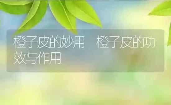 橙子皮的妙用 橙子皮的功效与作用 | 养殖资料投稿