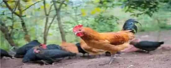 自家养的鸡冬天怎么让它下蛋