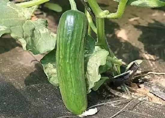 蔬菜|七月适合种植什么蔬菜 最适合7月份栽种蔬菜品种