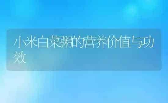 小米白菜粥的营养价值与功效 | 养殖资讯
