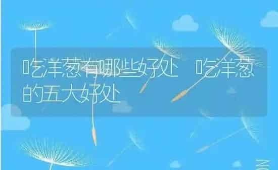 吃洋葱有哪些好处 吃洋葱的五大好处 | 养殖资料投稿