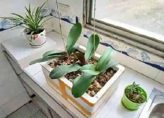 养花|泡沫箱可以种花吗