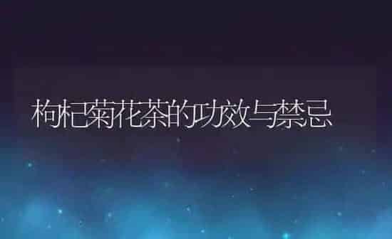 枸杞菊花茶的功效与禁忌 | 养殖资料投稿