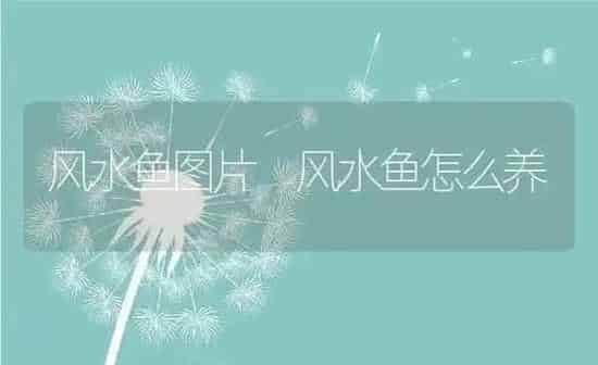 风水鱼图片 风水鱼怎么养 | 养殖资料投稿