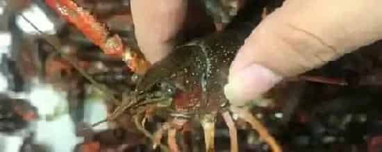 海龙虾可以人工养殖吗海龙虾的产地在哪里
