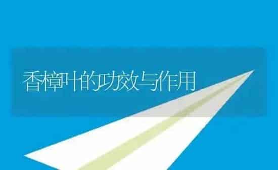 香樟叶的功效与作用 | 养殖资料投稿