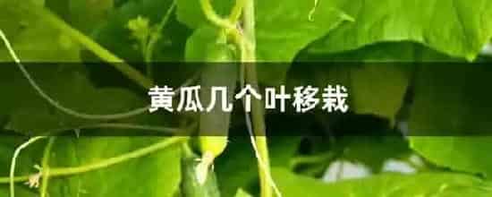 黄瓜几个叶移栽