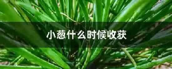 小葱什么时候收获