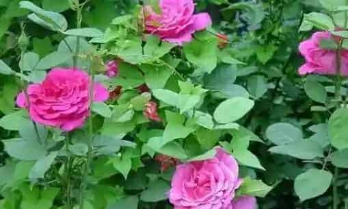月季花的养殖方法和注意事项有哪些