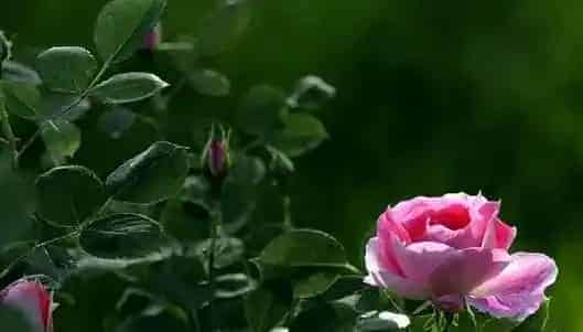 月季花的养殖方法和注意事项有哪些