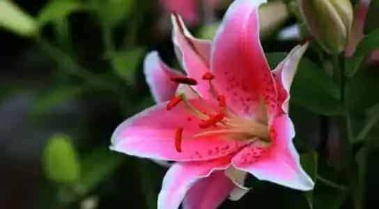 百合花的养殖方法和注意事项有哪些