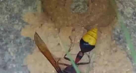 家里常见细腰蜂是什么原因