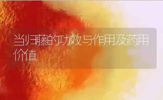 百足虫的功效与作用及药用价值 | 养殖资料投稿