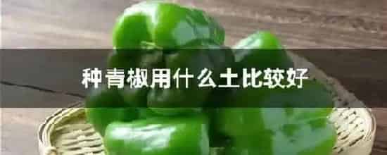 种青椒用什么土比较好