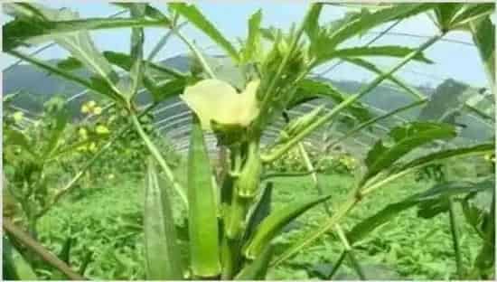 2020年种植什么赚钱 | 致富养殖项目