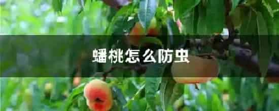 蟠桃怎么防虫