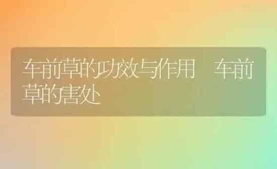 车前草的功效与作用 车前草的害处 | 养殖资料投稿