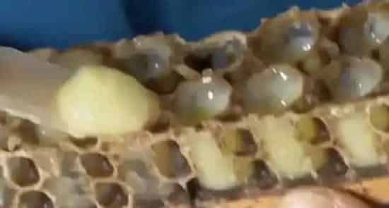 为什么医生不建议使用蜂王浆