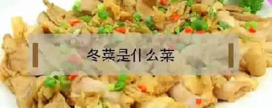 冬菜是什么菜