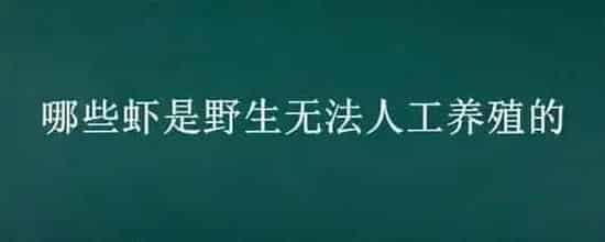 哪些虾是野生无法人工养殖的