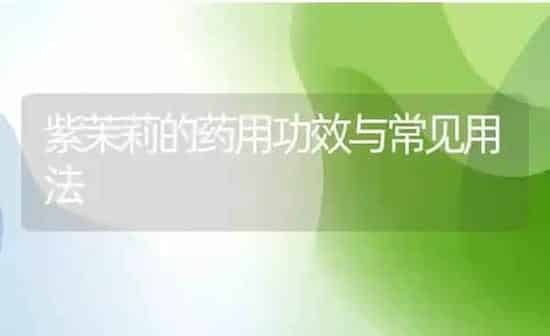 紫茉莉的药用功效与常见用法 | 养殖资料投稿