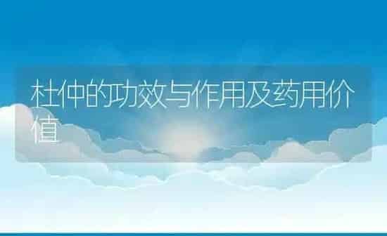 杜仲的功效与作用及药用价值 | 养殖资料投稿