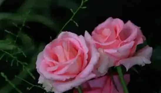 玫瑰花的养殖方法和注意事项有哪些