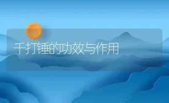 千打锤的功效与作用 | 养殖资料投稿