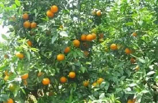 种植前景|橙子树的种植条件 对气温气候及区域地理的要求