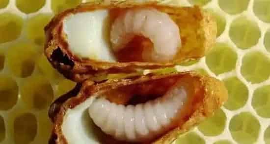 蜂王胎价格多少钱一瓶？