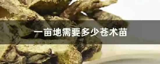 一亩地需要多少苍术苗