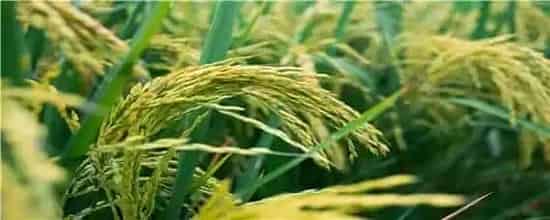 荃优1606稻种咋样