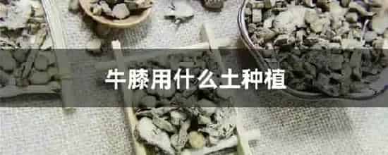 牛膝用什么土种植